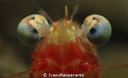 Hypnotized Shrimp by Ivan Manzanares 